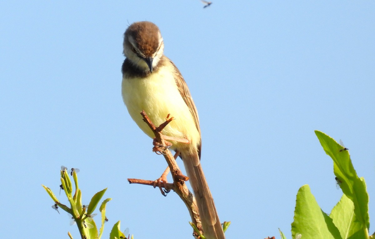 Prinia à plastron - ML627422520