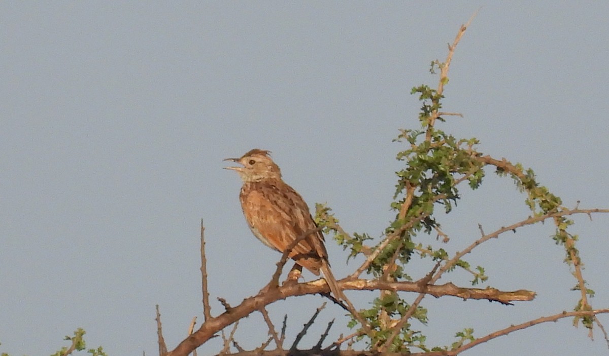 Rufous-naped Lark (Rufous-naped) - ML627422537