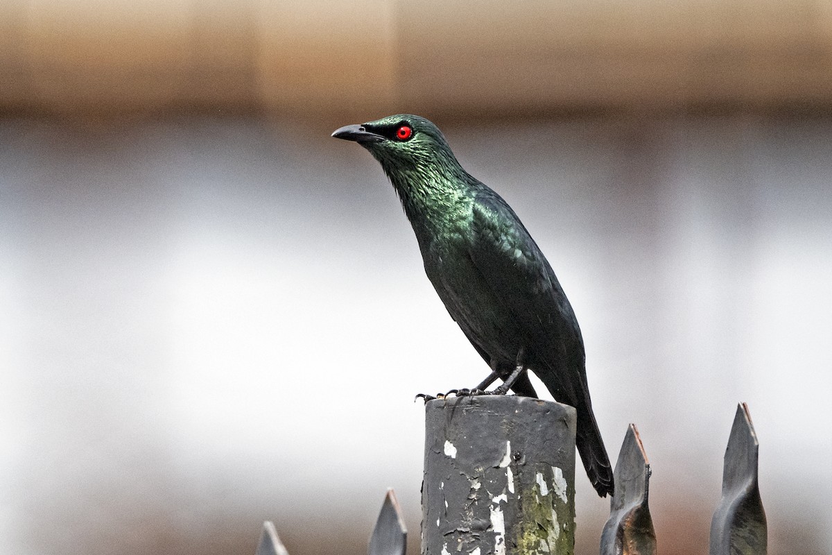 Asian Glossy Starling - ML627422539