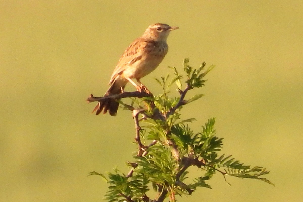 Short-clawed Lark - ML627422620
