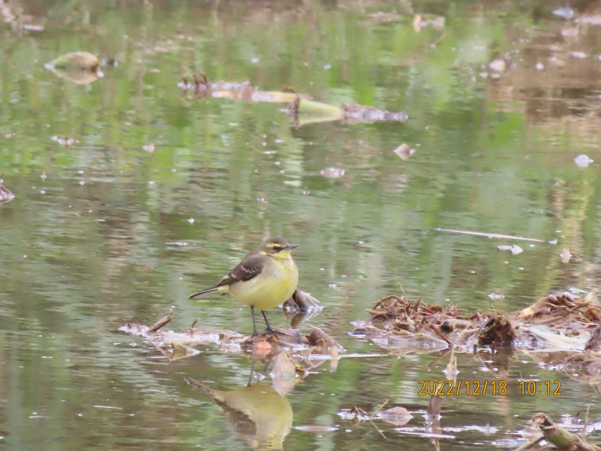Eastern Yellow Wagtail (Green-headed) - ML627422694