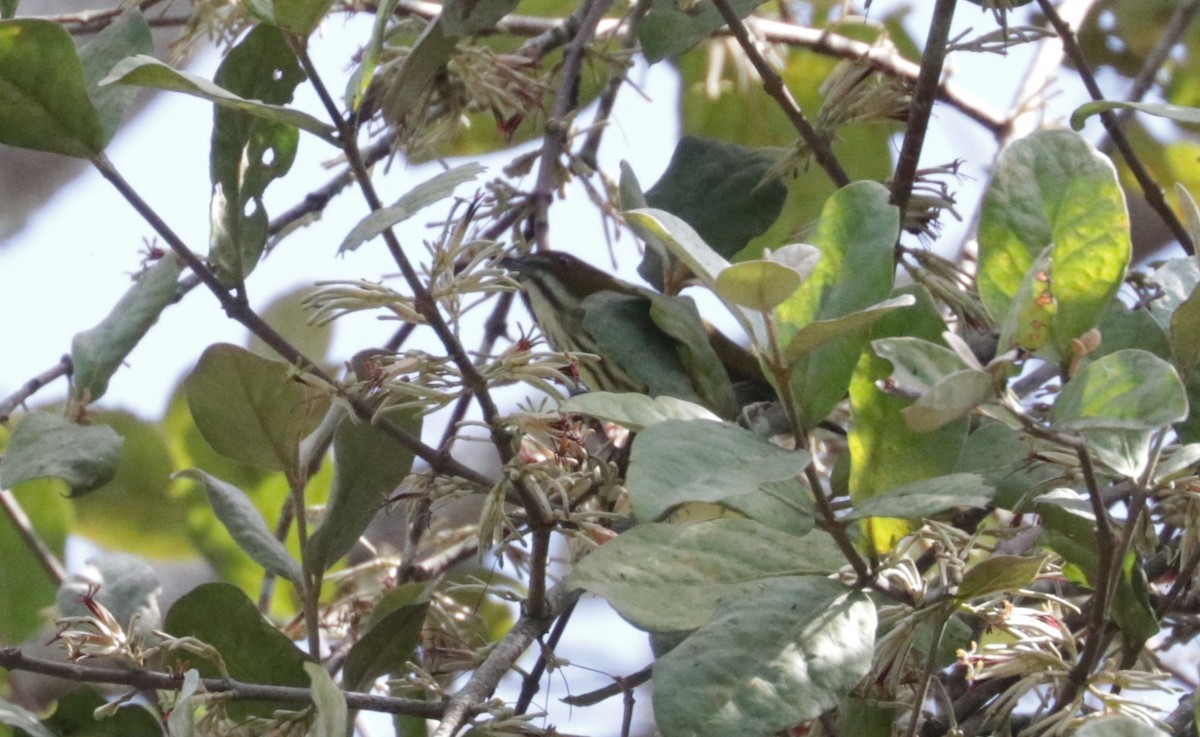 Yellow-vented Flowerpecker - ML627422848