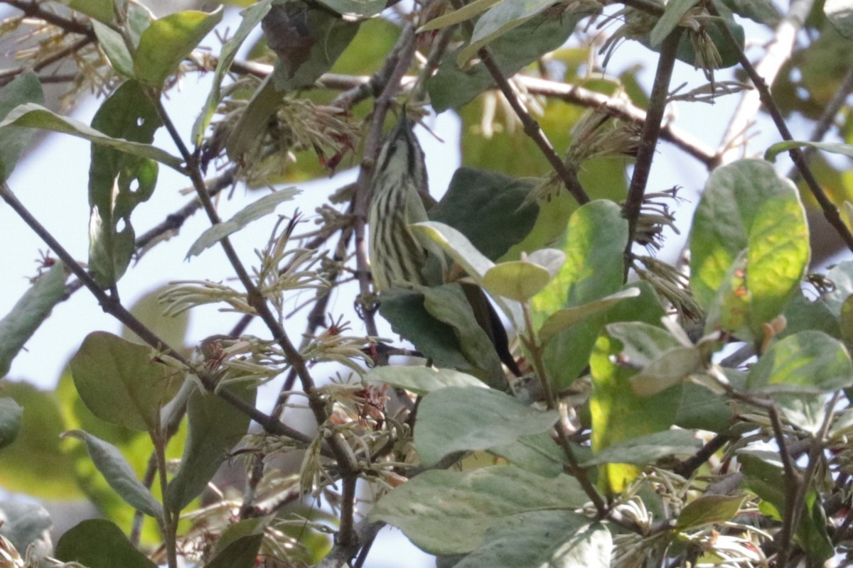 Yellow-vented Flowerpecker - ML627422849