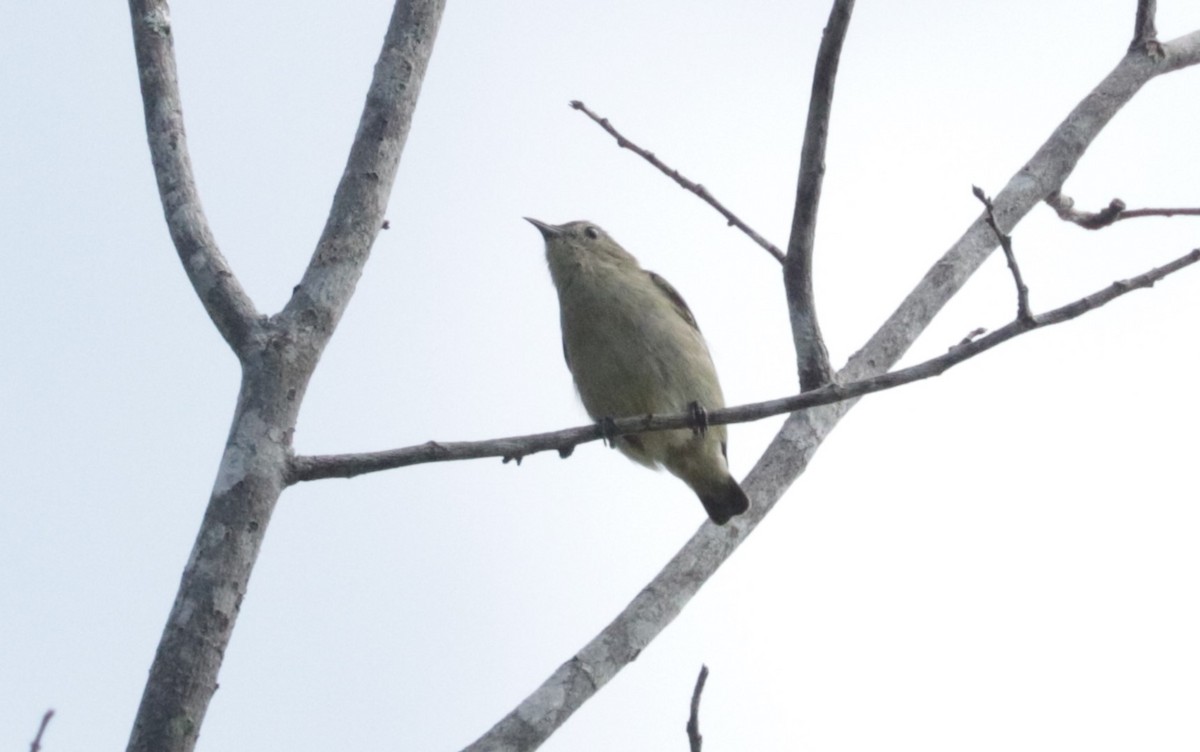 Cambodian Flowerpecker - ML627422851