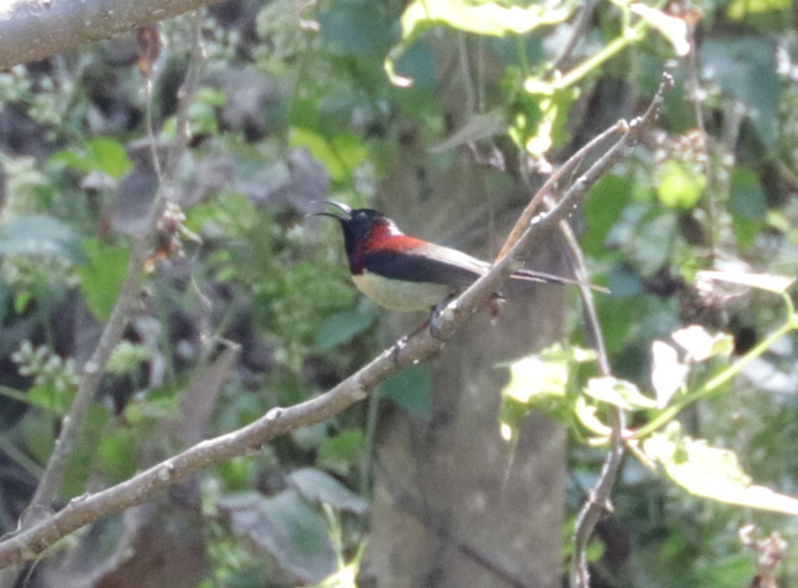 Black-throated Sunbird - ML627422890