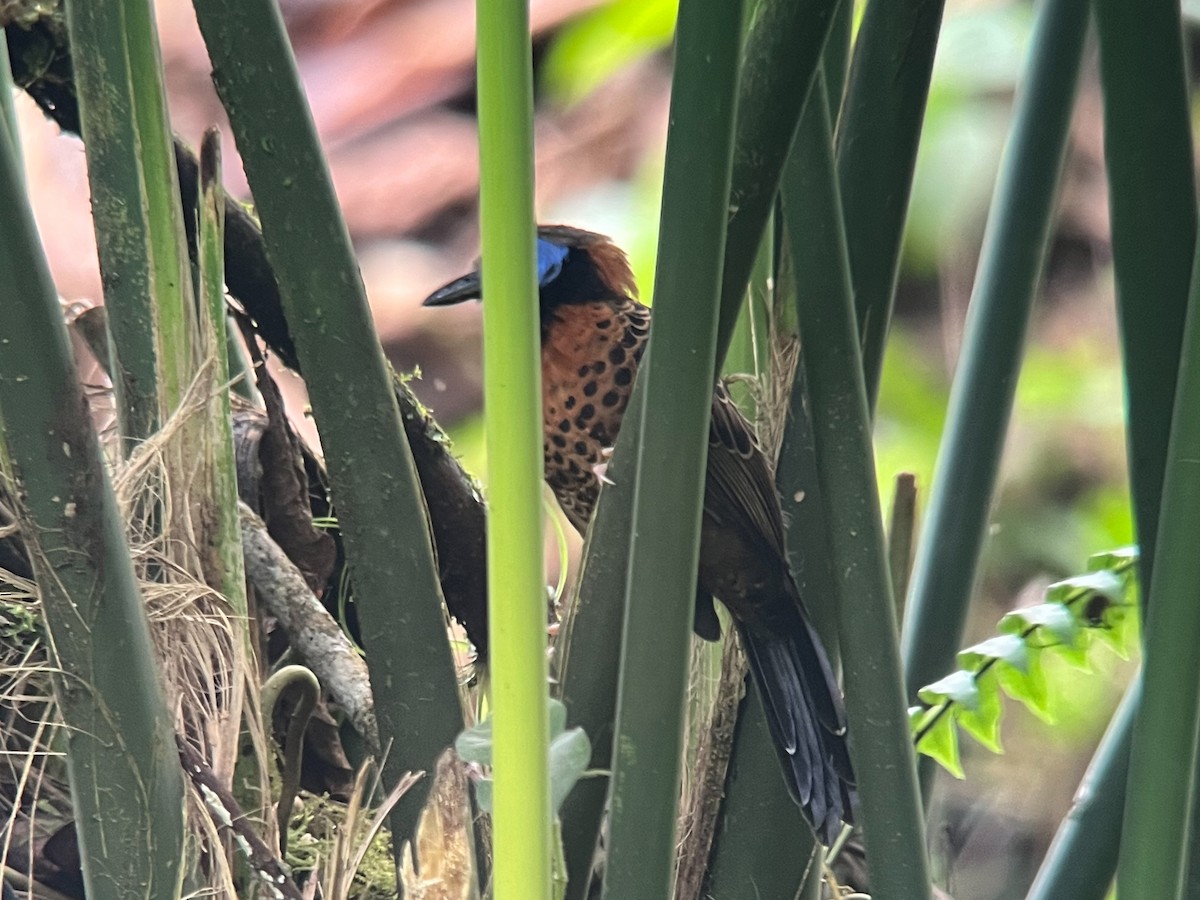 Ocellated Antbird - ML627422947