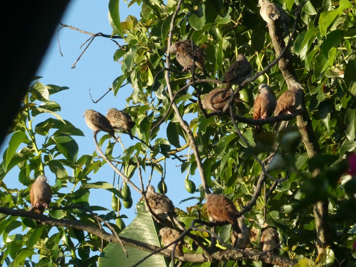 Ruddy Ground Dove - ML627423004