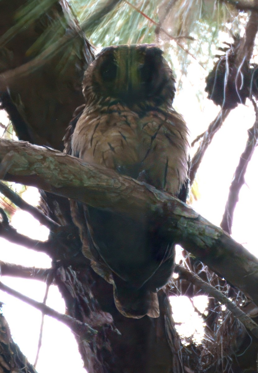 Madagascar Owl - ML627423158