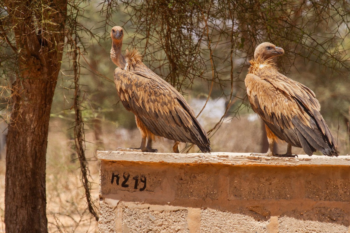 White-backed Vulture - ML627423162