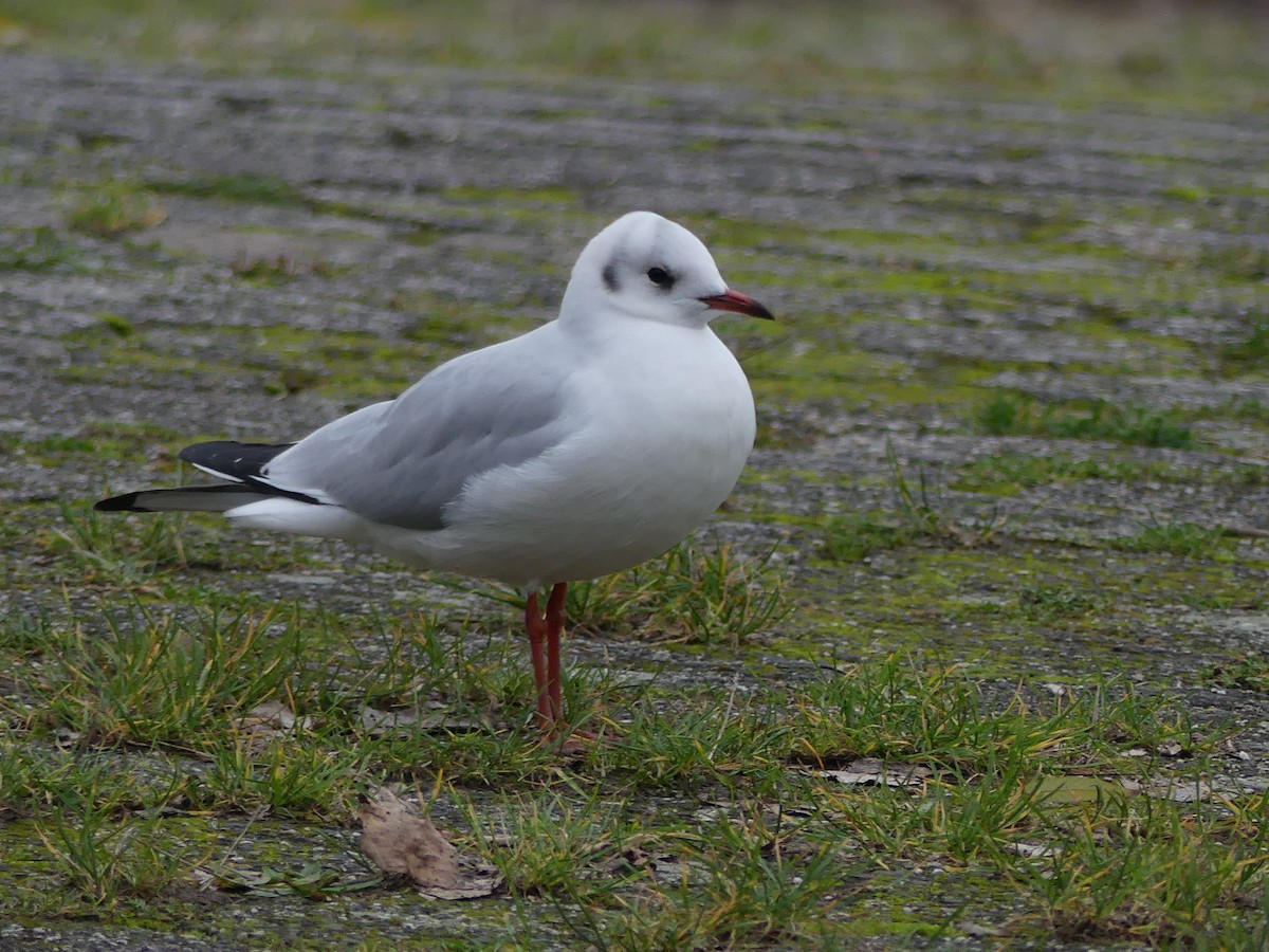 Lachmöwe - ML627423201