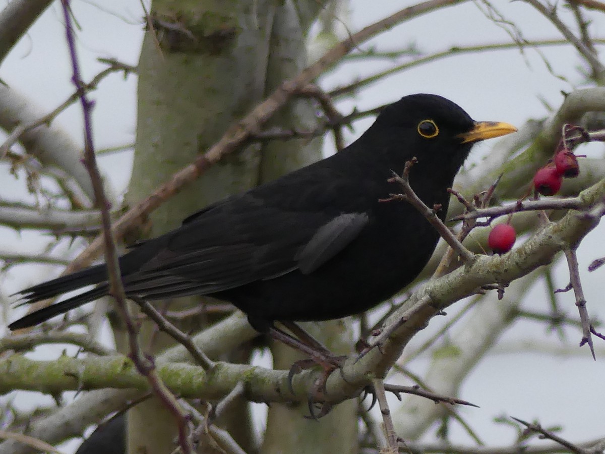 Amsel - ML627423203