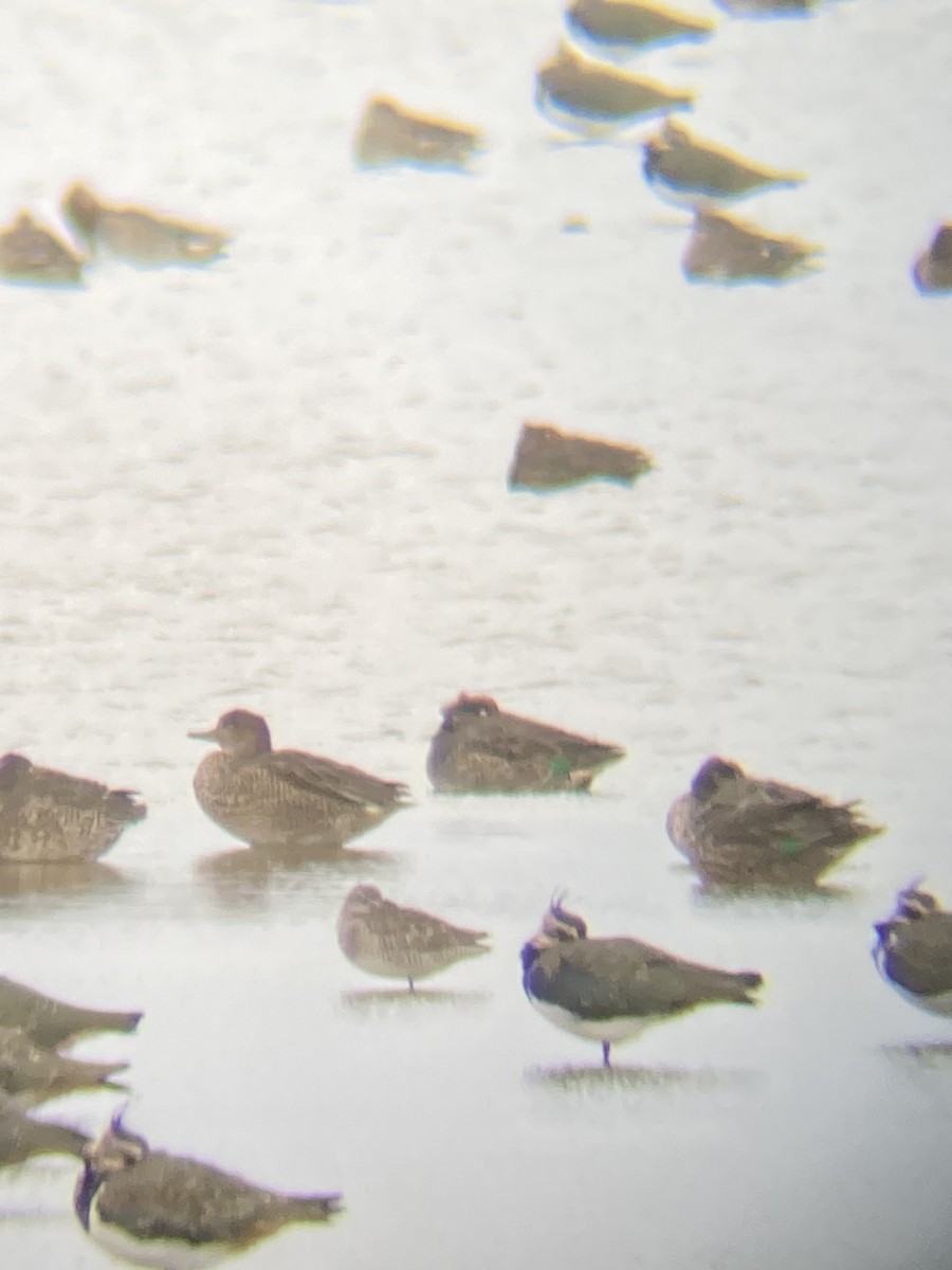 Long-billed Dowitcher - ML627423424