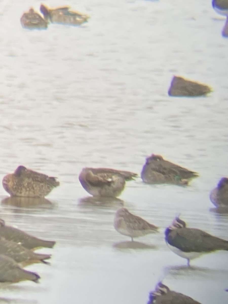 Long-billed Dowitcher - ML627423426