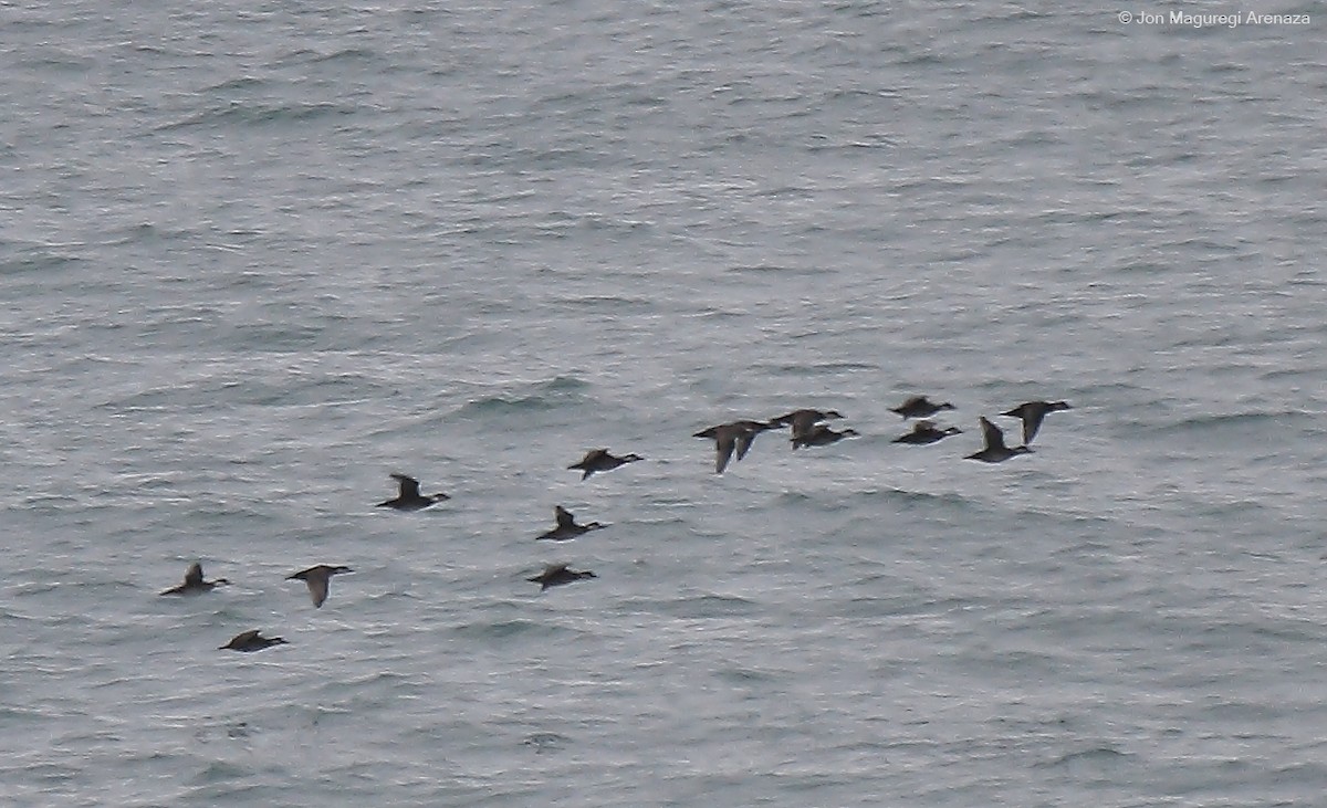 Common Scoter - ML627423586