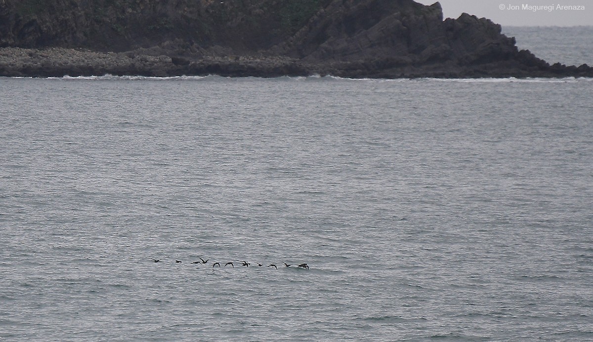 Common Scoter - ML627423587