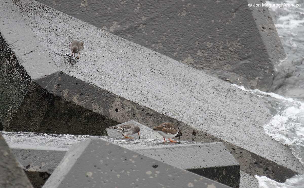 Purple Sandpiper - ML627423598