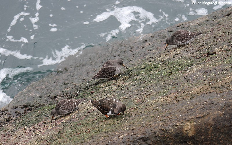 Purple Sandpiper - ML627423599