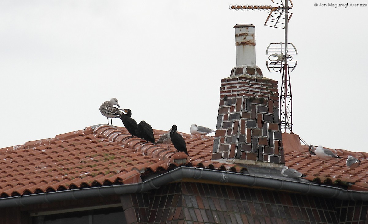 Great Black-backed Gull - ML627423609