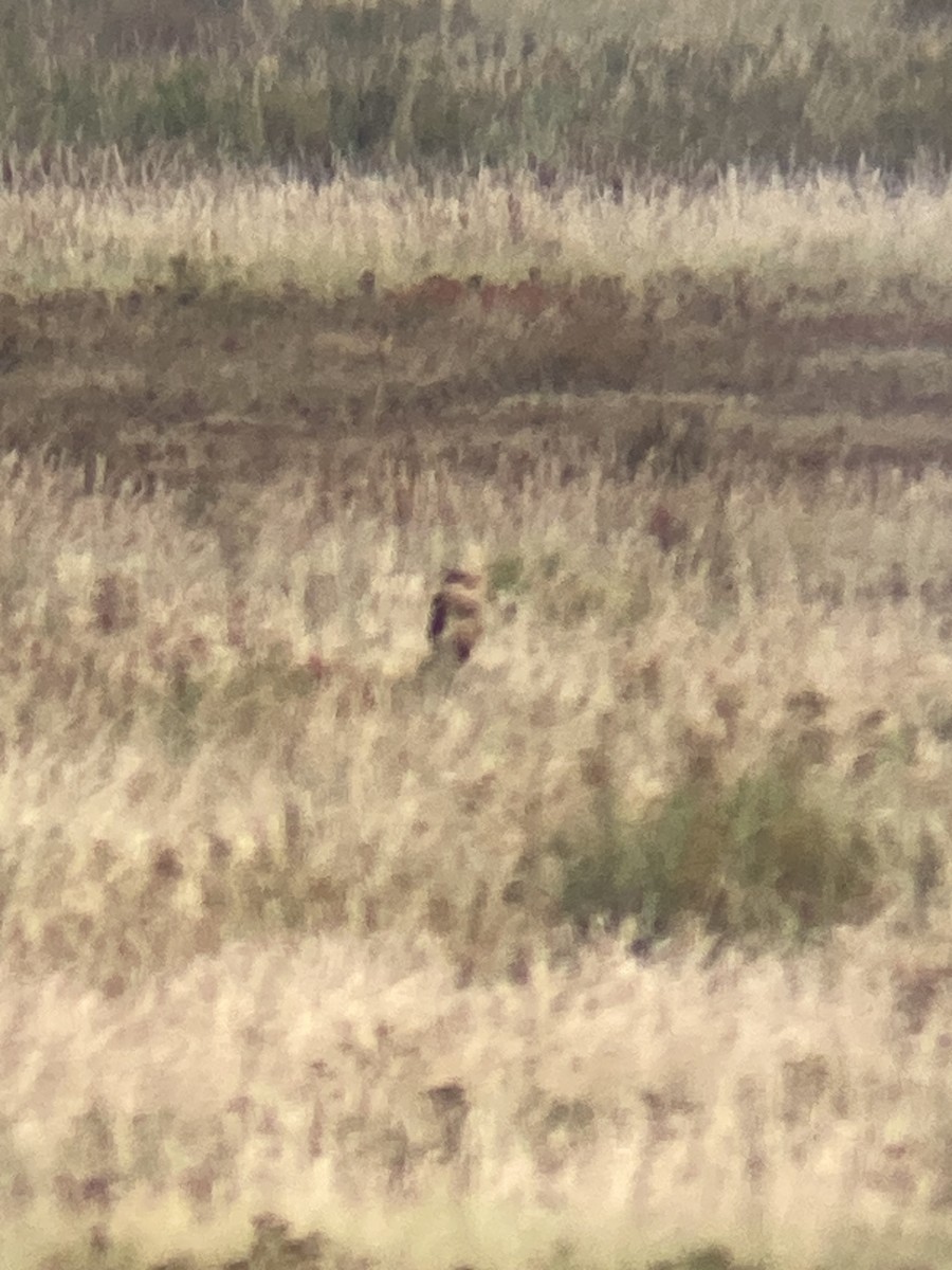 Pallid Harrier - ML627423635