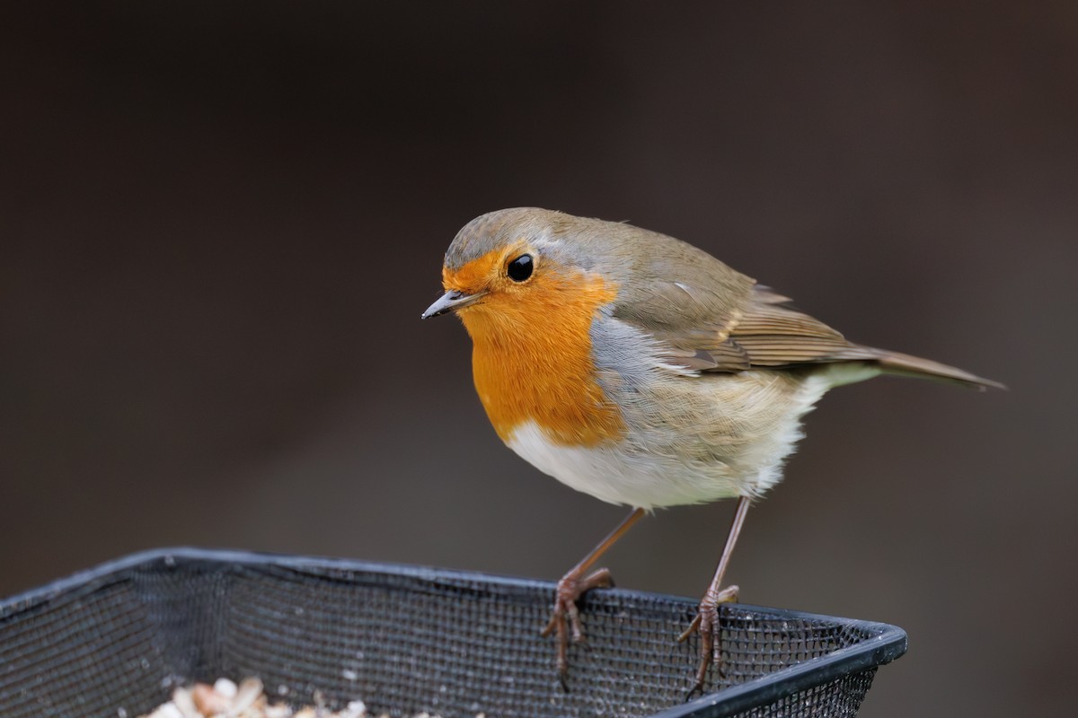 European Robin - ML627423679