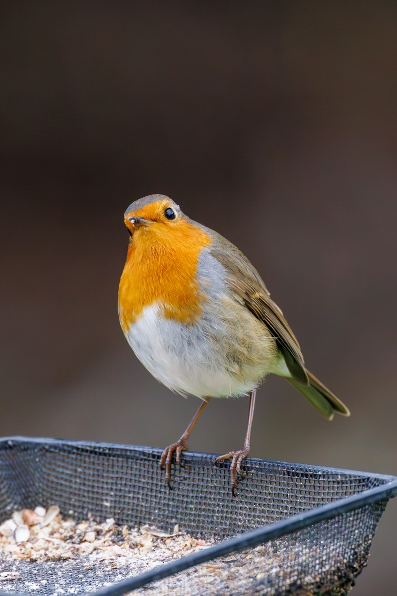 European Robin - ML627423680