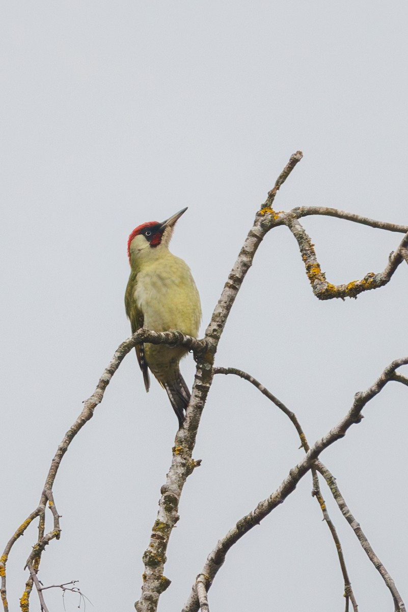 Eurasian Green Woodpecker - ML627423725