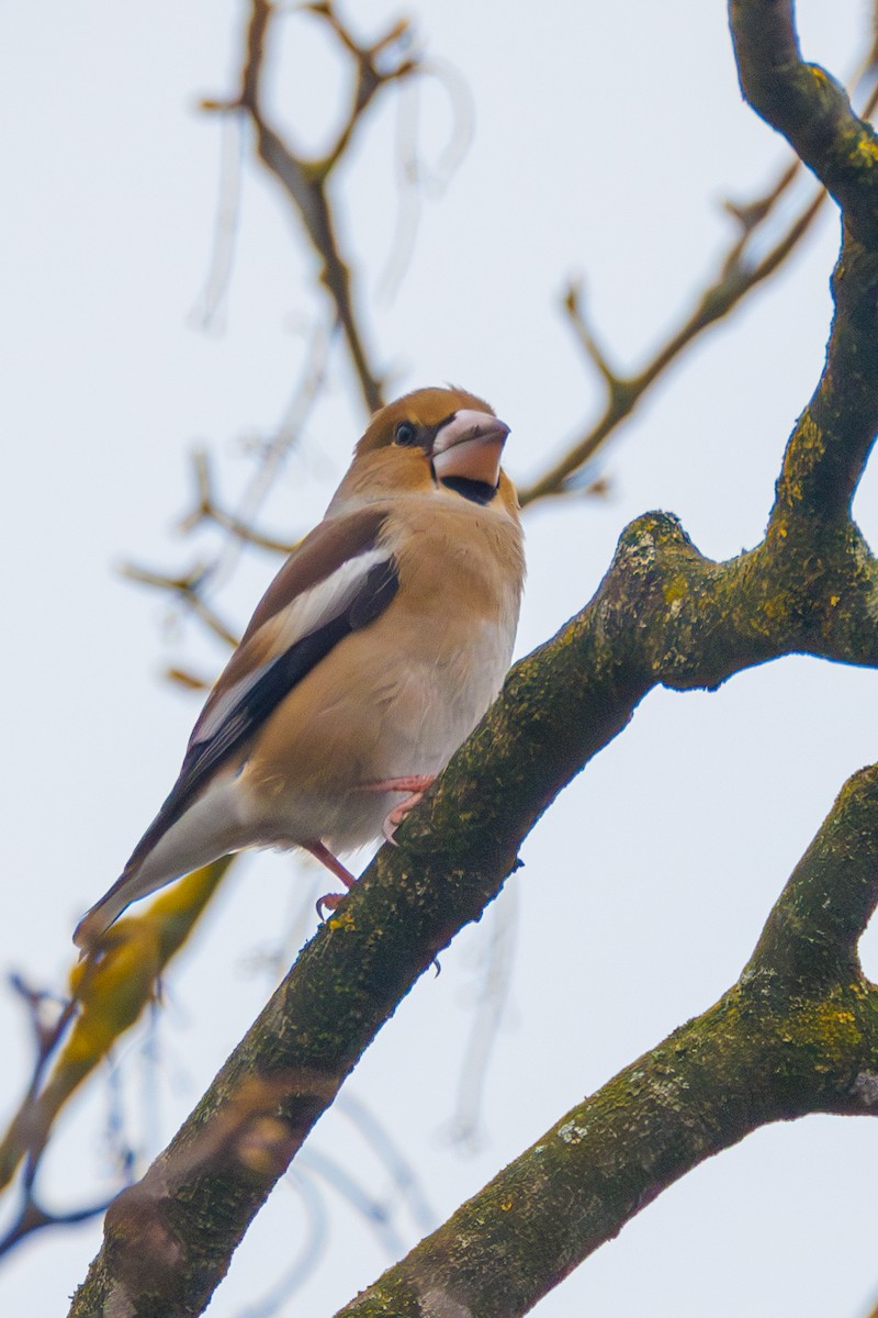 Hawfinch - ML627423800