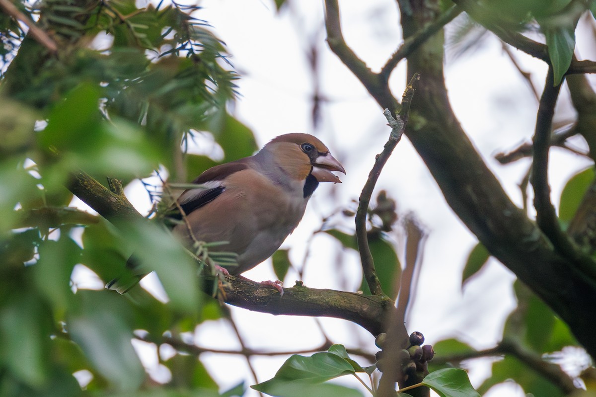 Hawfinch - ML627423801