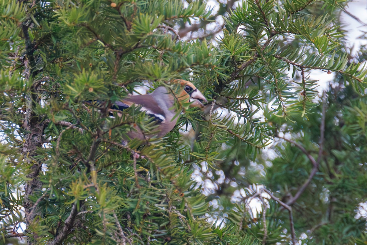 Hawfinch - ML627423802