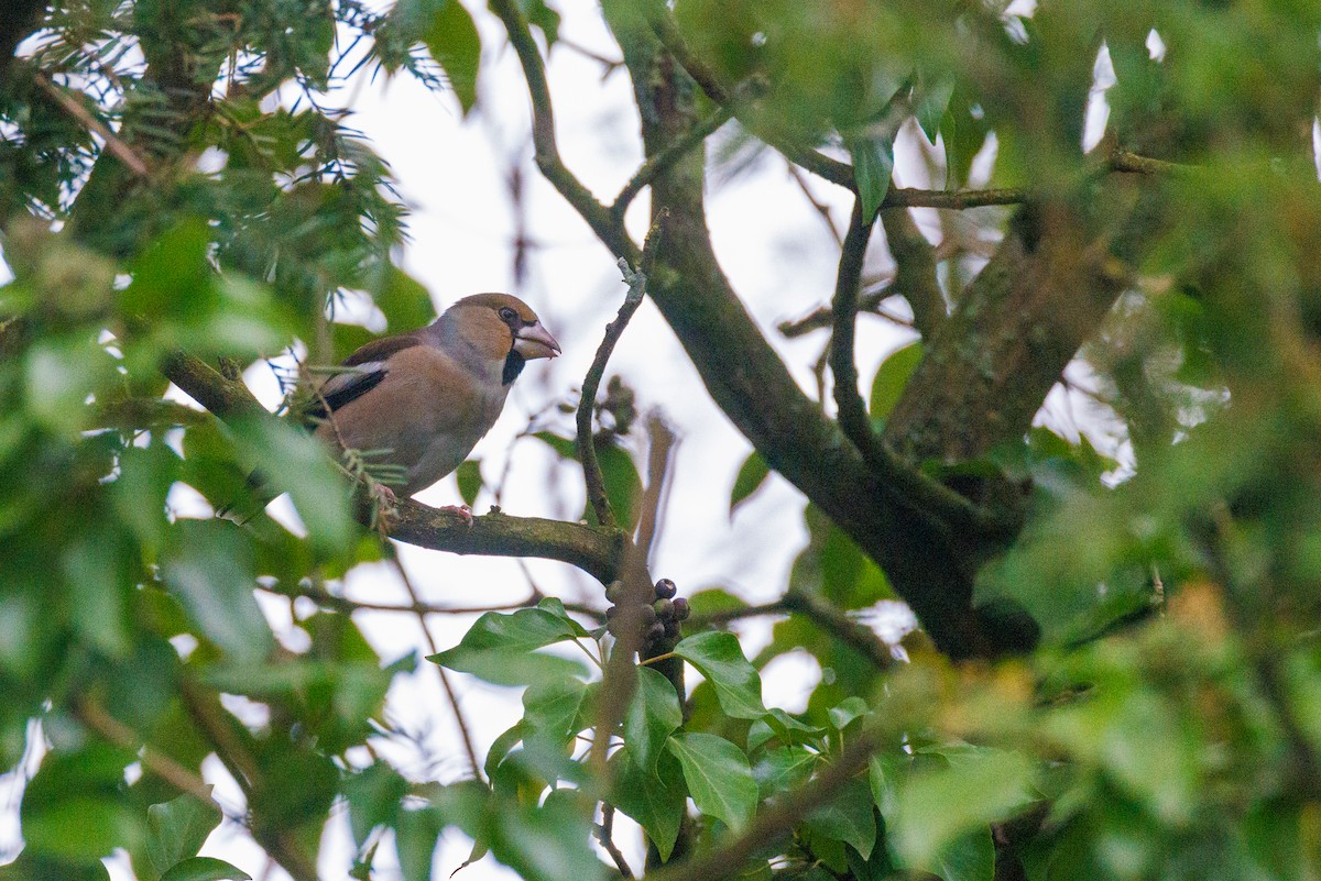 Hawfinch - ML627423803