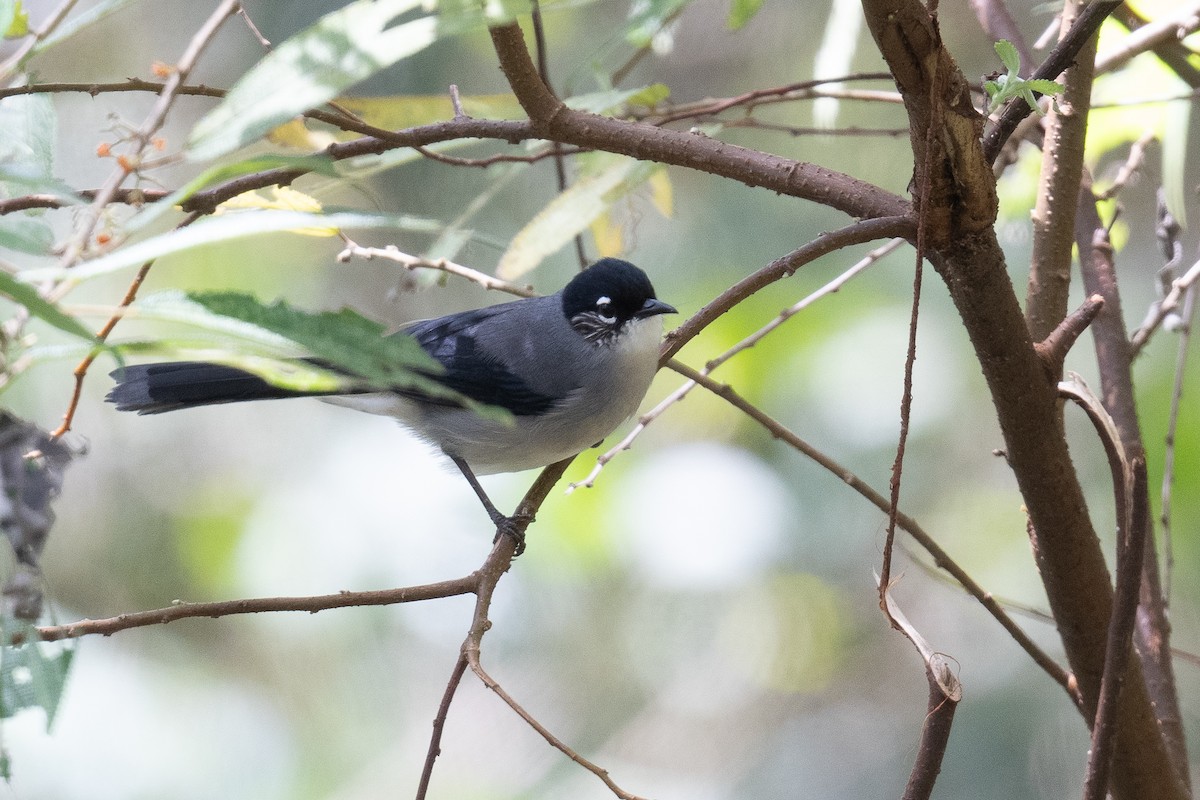 Black-headed Sibia (Lang Bian) - ML627423854