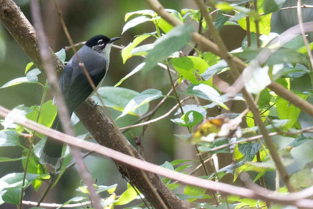 Black-headed Sibia (Lang Bian) - ML627423855