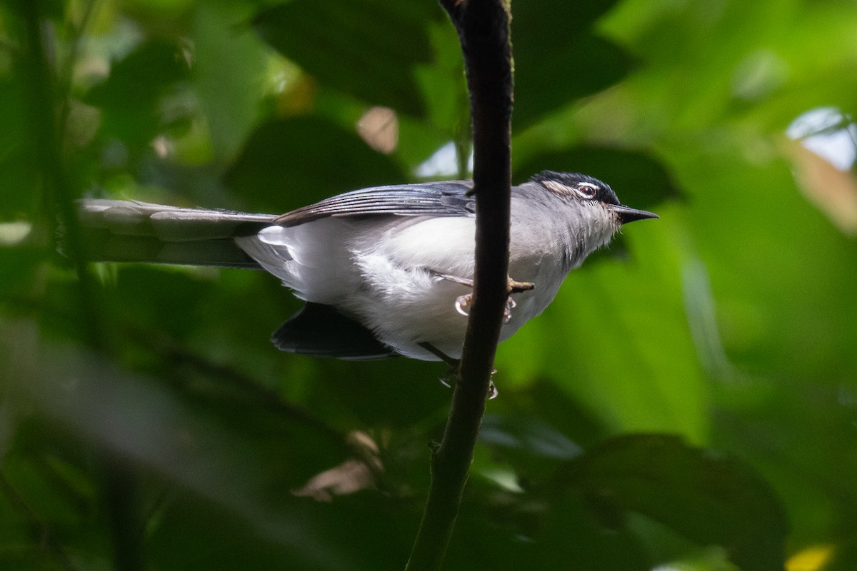 Black-headed Sibia (Lang Bian) - ML627423856