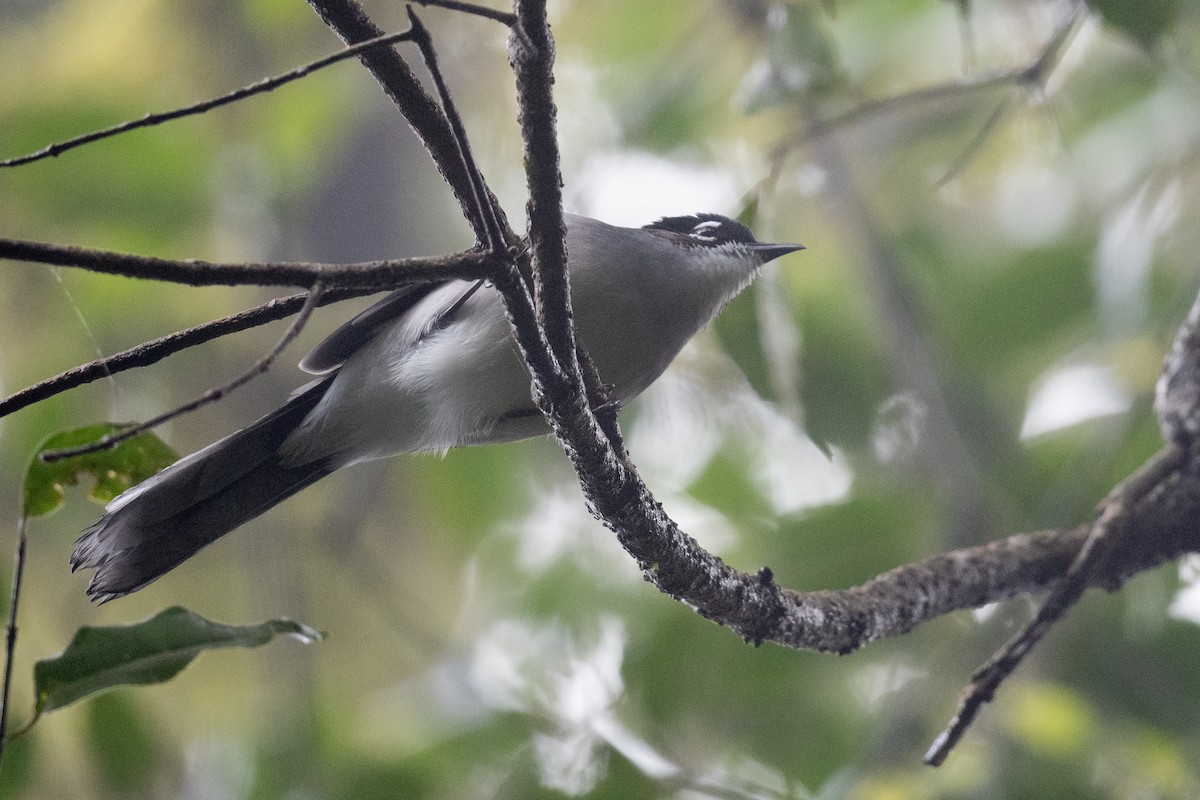 Black-headed Sibia (Lang Bian) - ML627423857