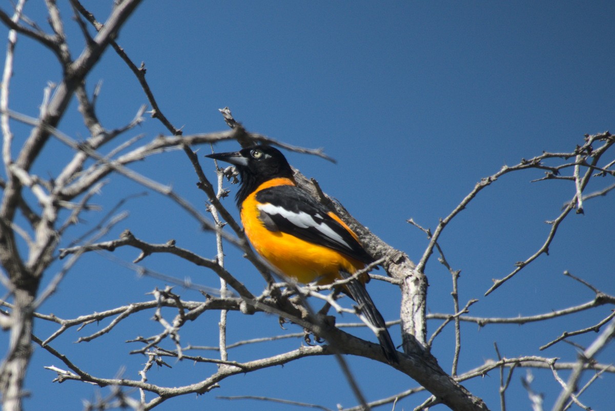 Venezuelan Troupial - ML627424057