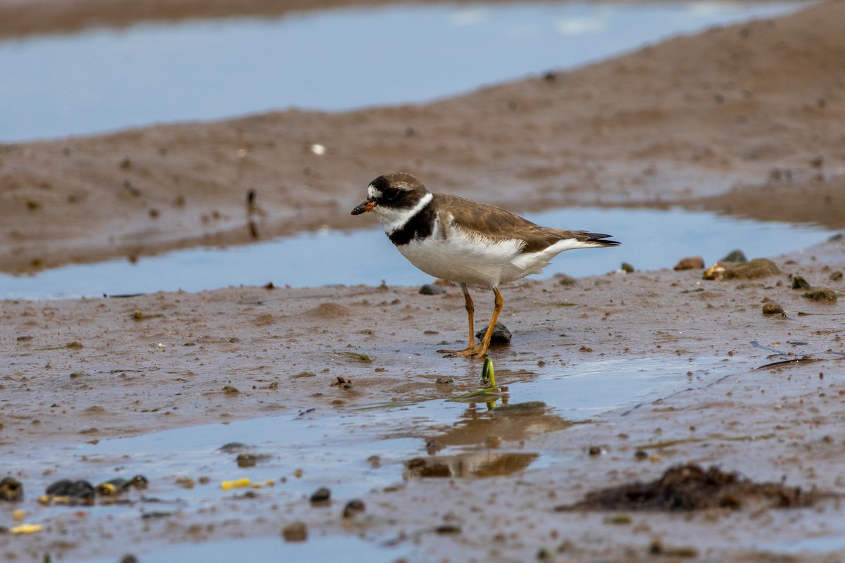 Semipalmated Plover - ML627424142