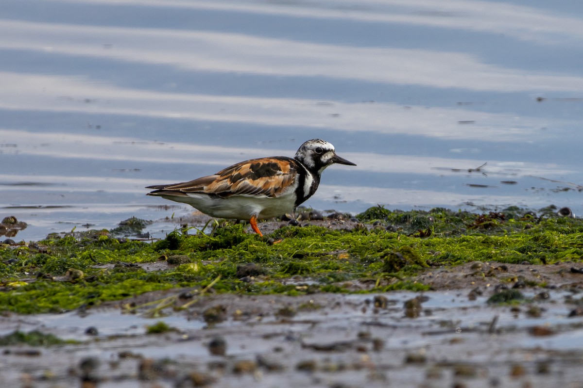 Ruddy Turnstone - ML627424150