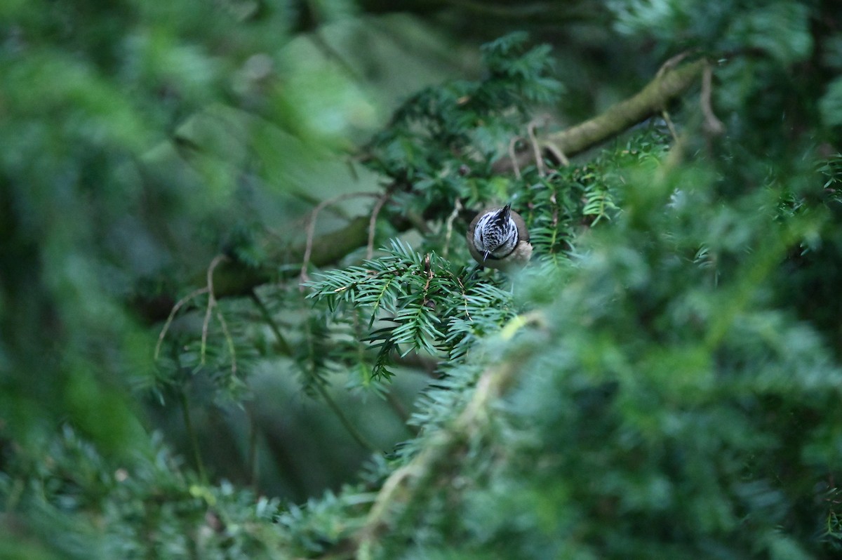 Crested Tit - ML627424241