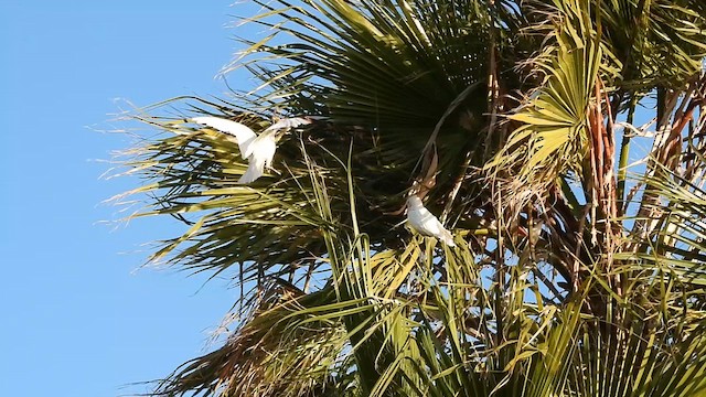Little Corella - ML627424423