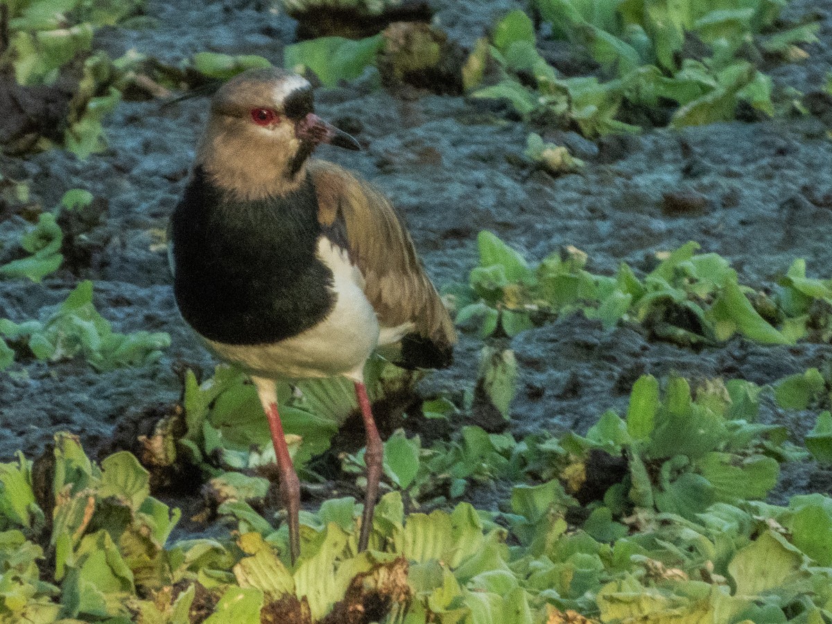 Southern Lapwing - ML627424474