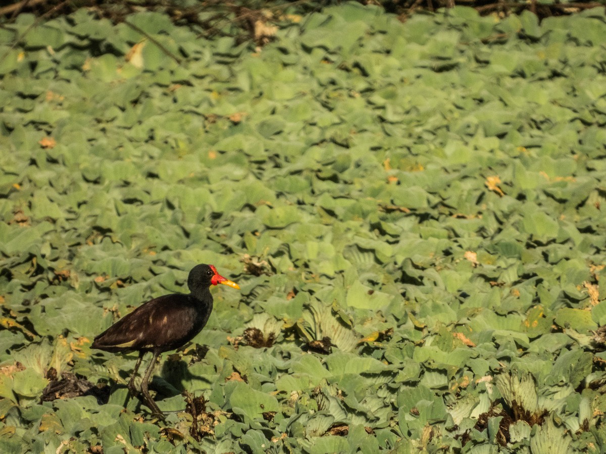 Wattled Jacana - ML627424475