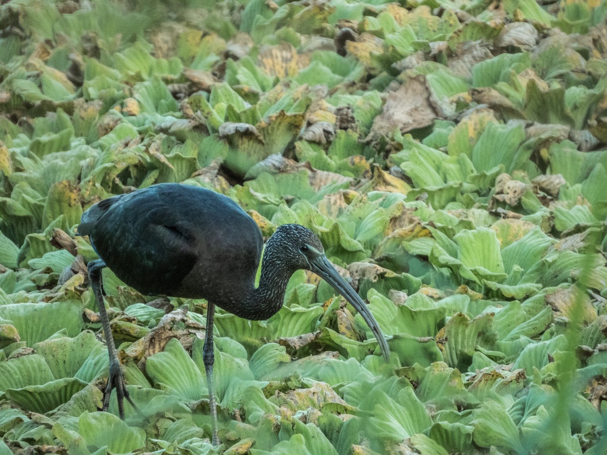 Glossy Ibis - ML627424477