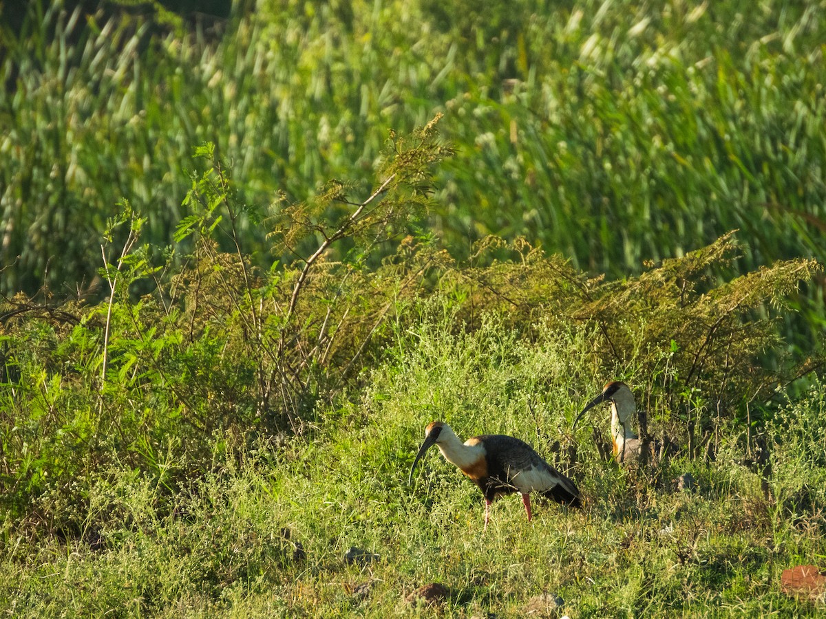 Buff-necked Ibis - ML627424480