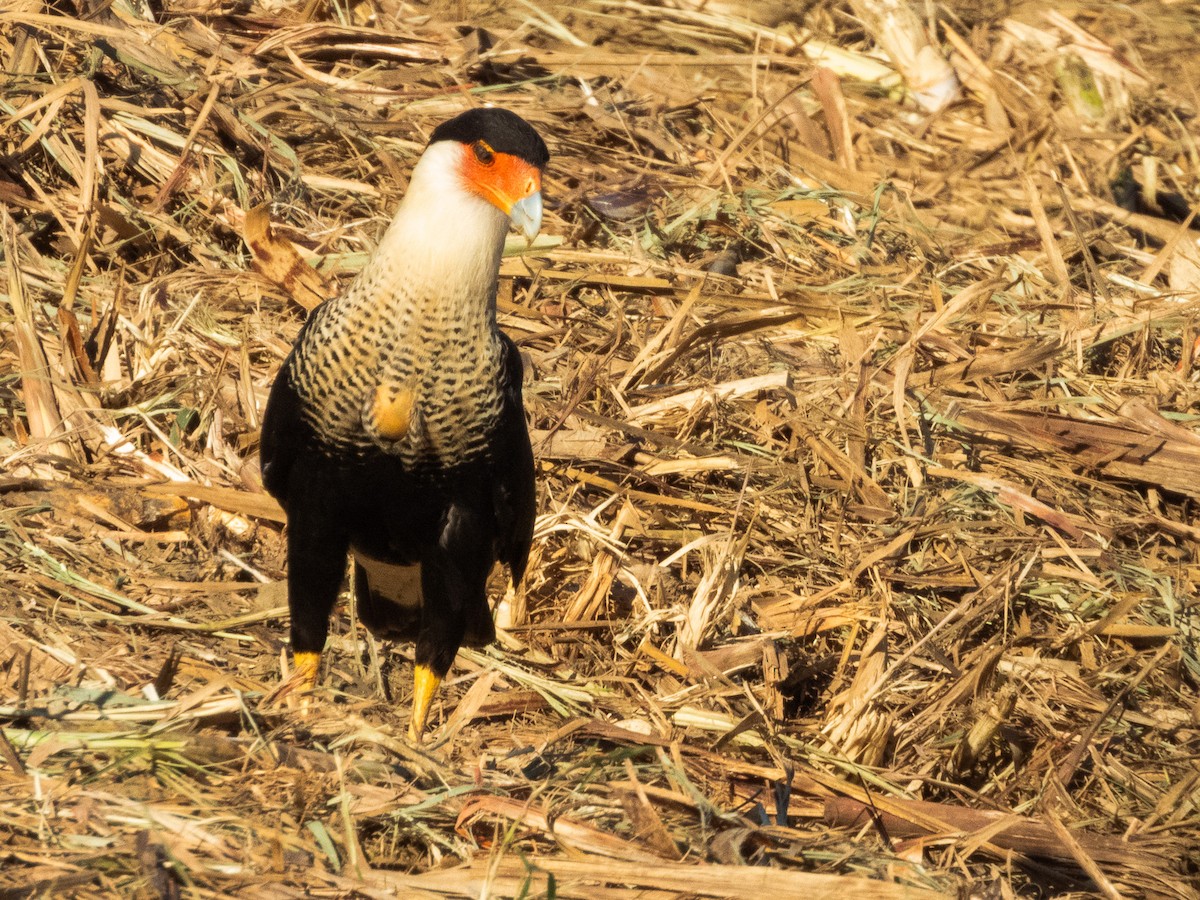 Crested Caracara - ML627424490