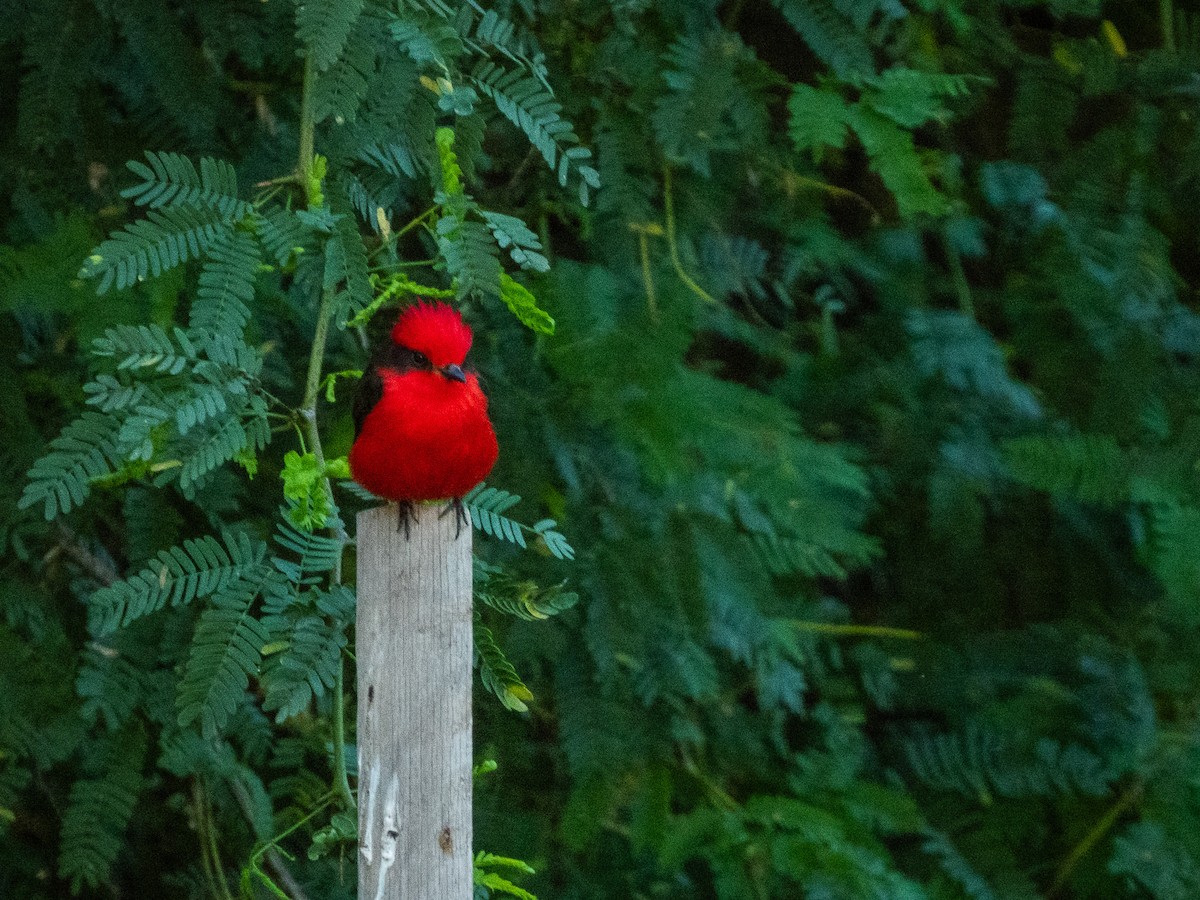 Vermilion Flycatcher - ML627424492