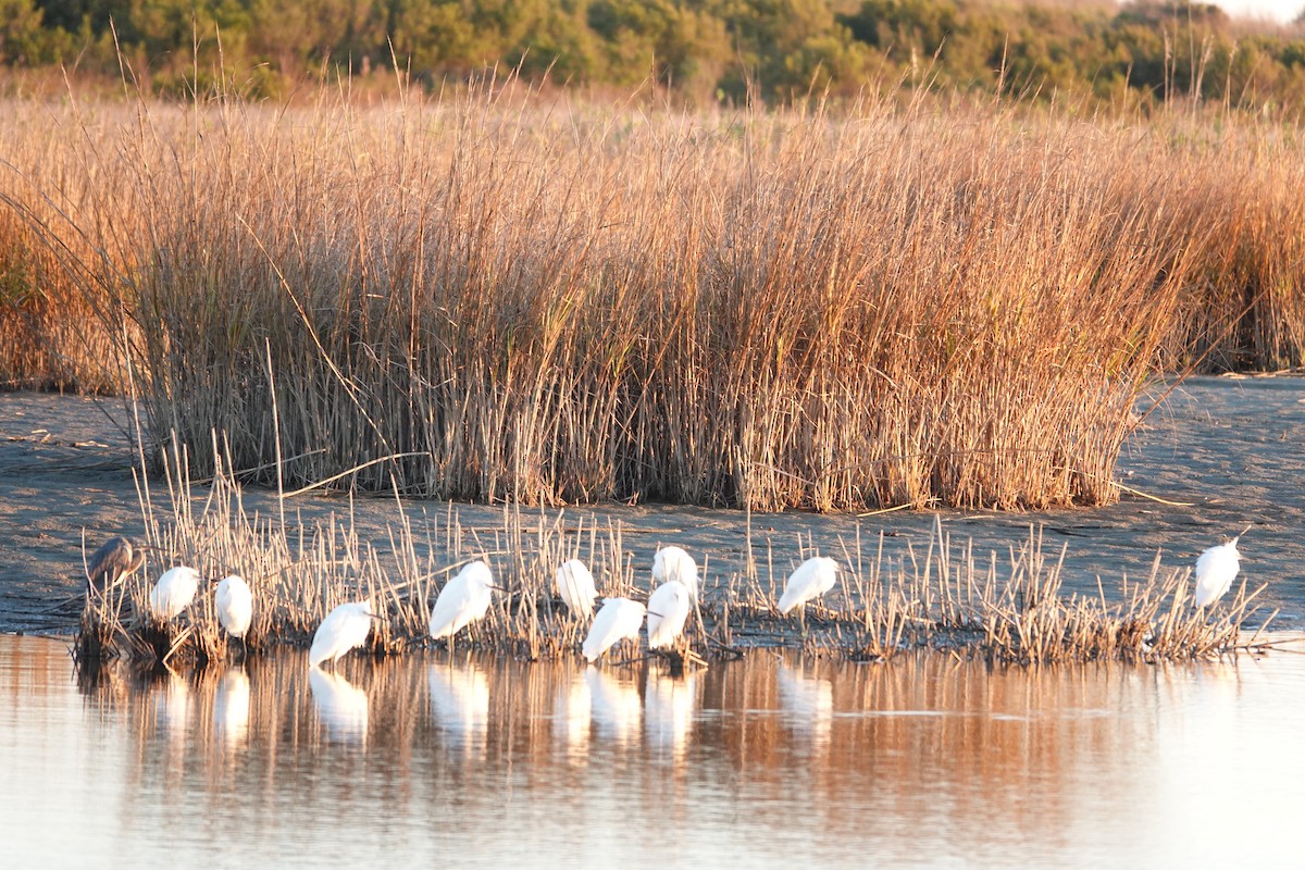 Snowy Egret - ML627424493