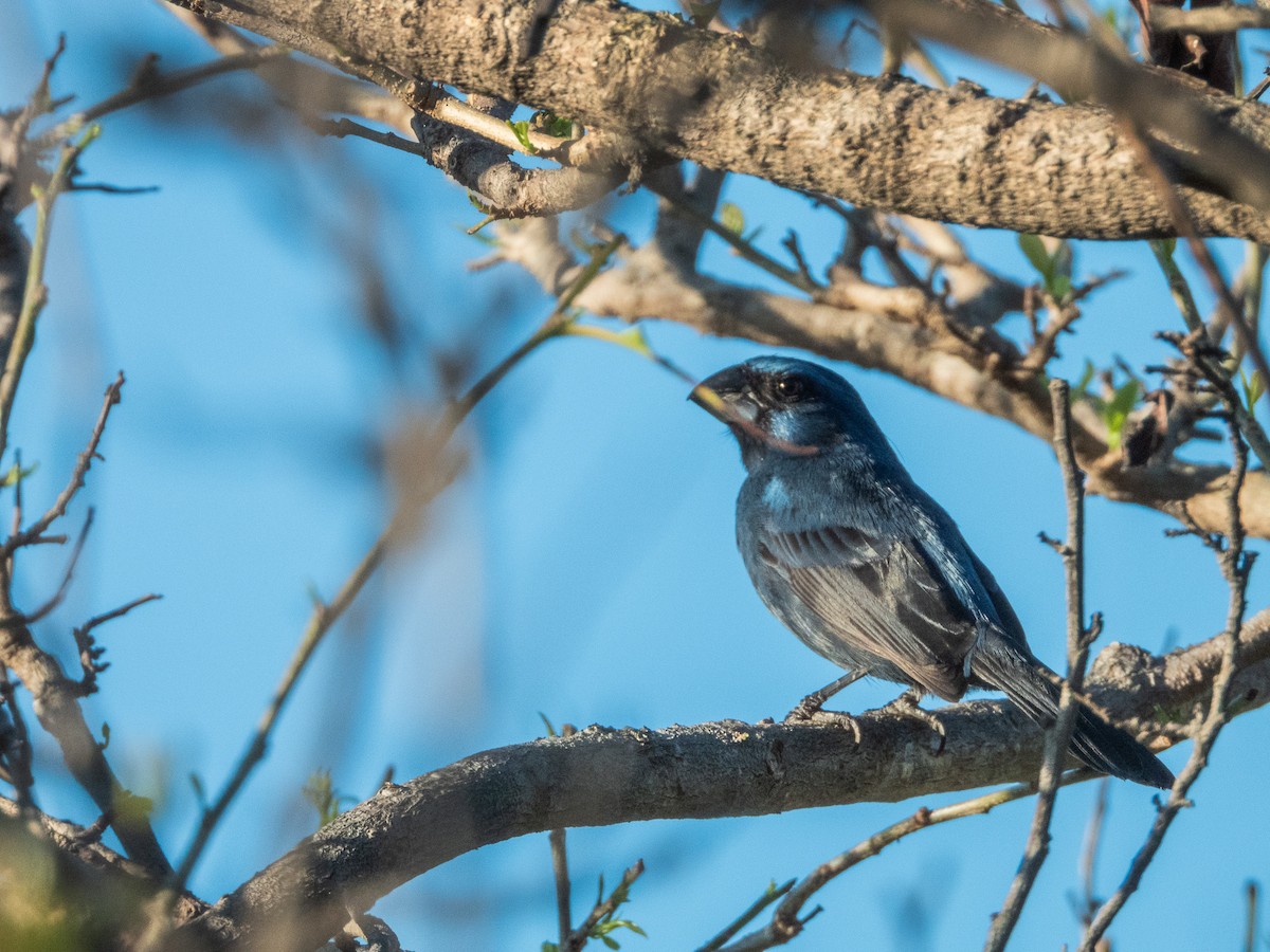 Ultramarine Grosbeak - ML627424500