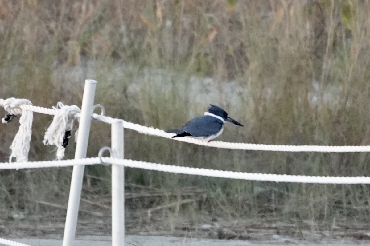 Belted Kingfisher - ML627424502