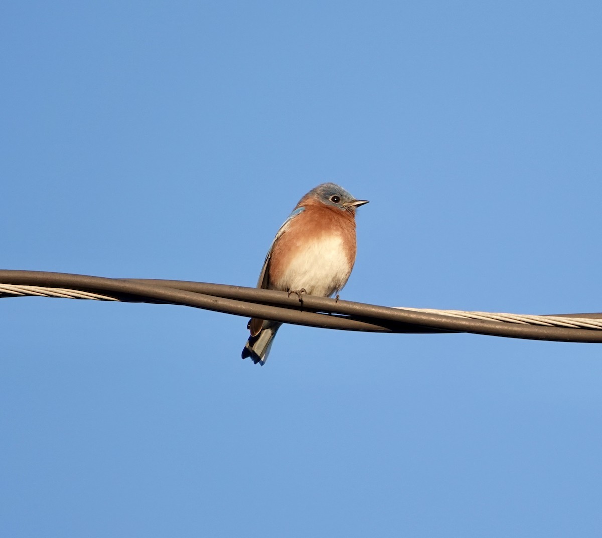 Eastern Bluebird - ML627424531