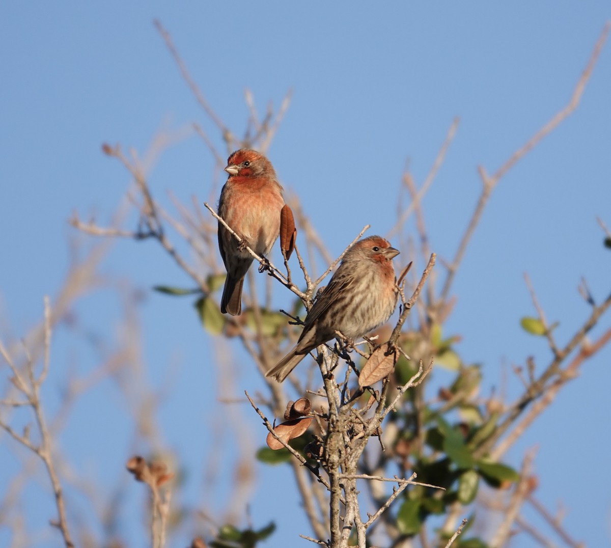 House Finch - ML627424535